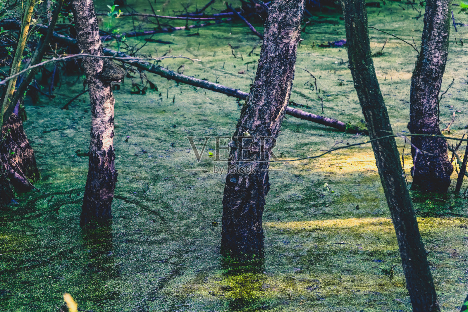 炎热天气下的沼泽。照片摄影图片