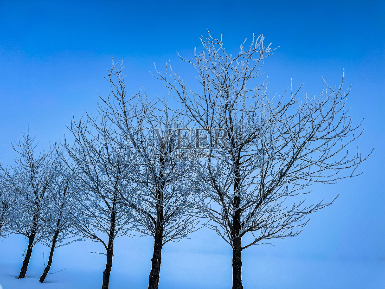 冰树之树照片摄影图片