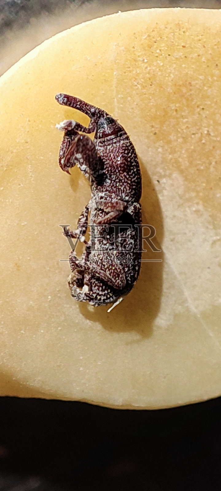 象虫科照片摄影图片