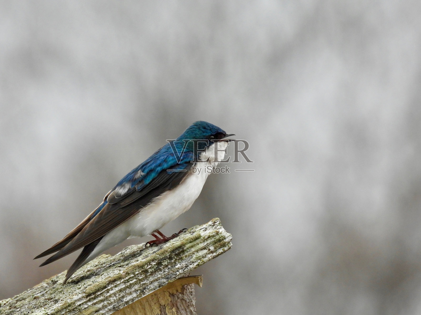 树燕子照片摄影图片