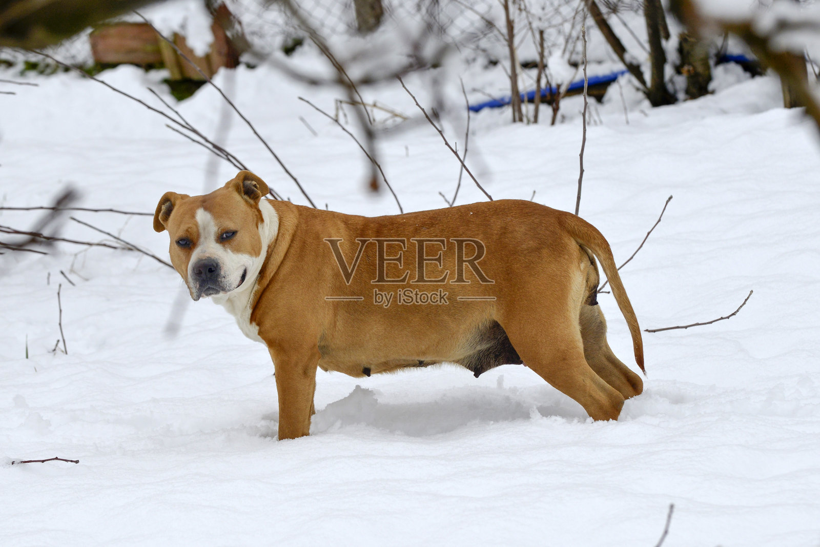 冬天森林里的漂亮的amstaff犬。积极的生活方式,在寒冷的季节与宠物徒步旅行,带狗长时间散步照片摄影图片