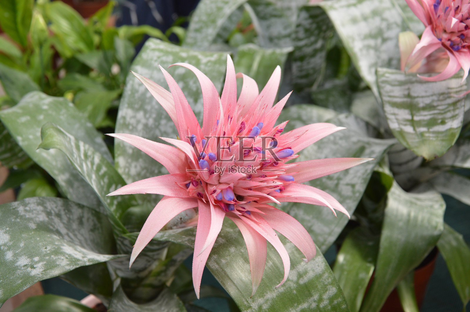 开花的水韭照片摄影图片