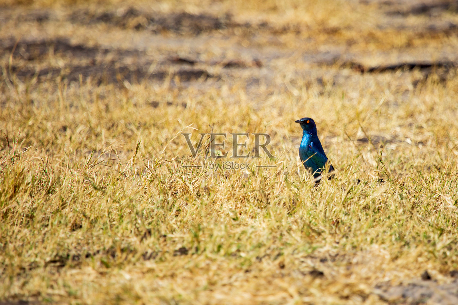 星椋鸟照片摄影图片
