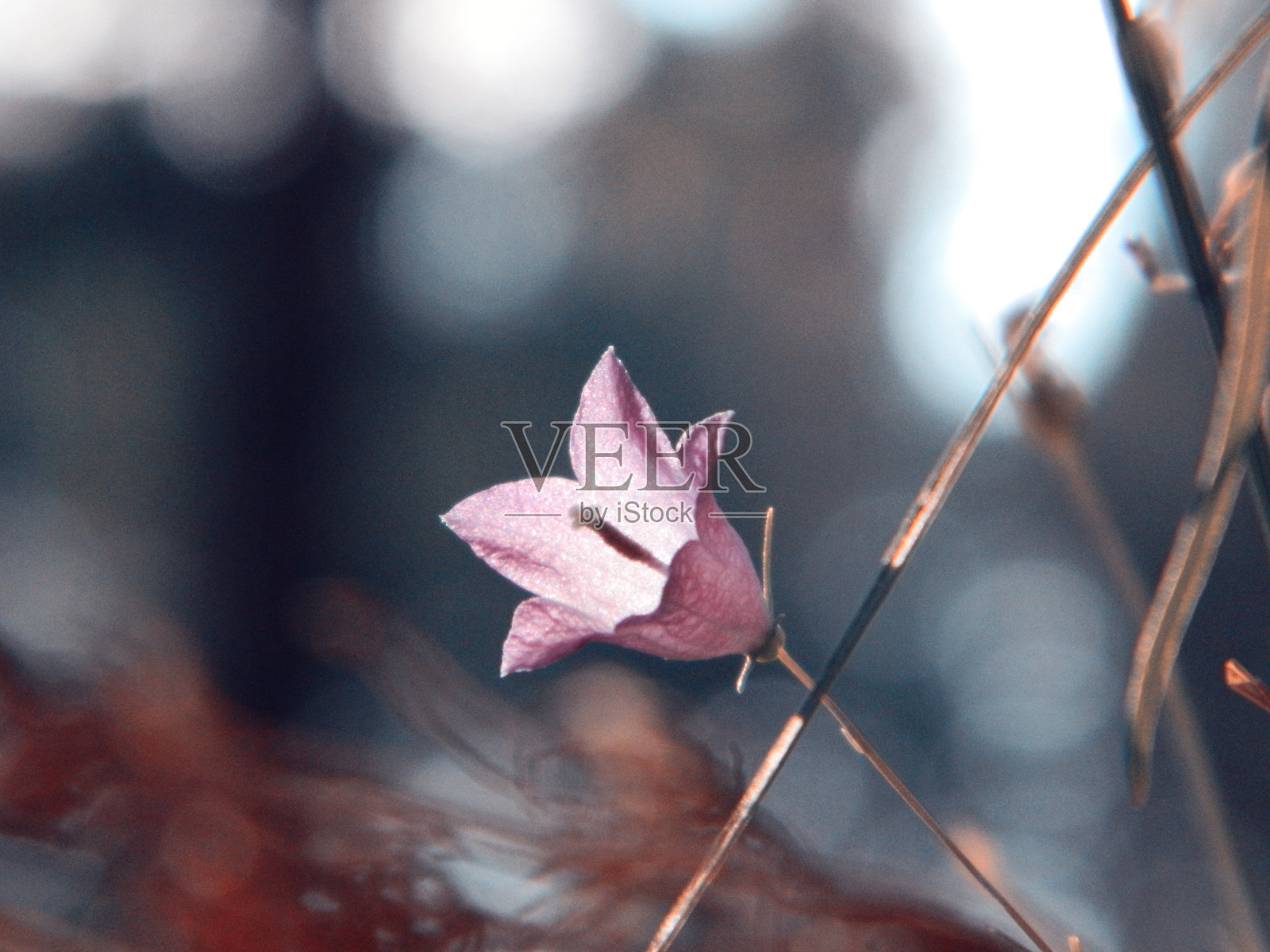 夏日草地上的紫色花朵照片摄影图片