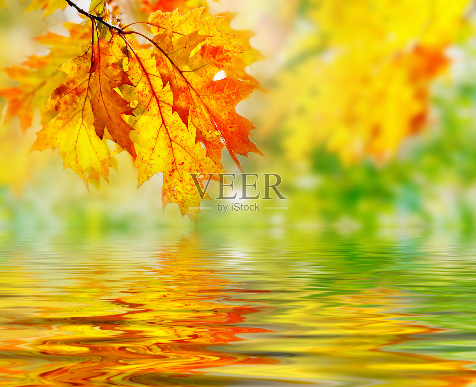 叶子照片摄影图片