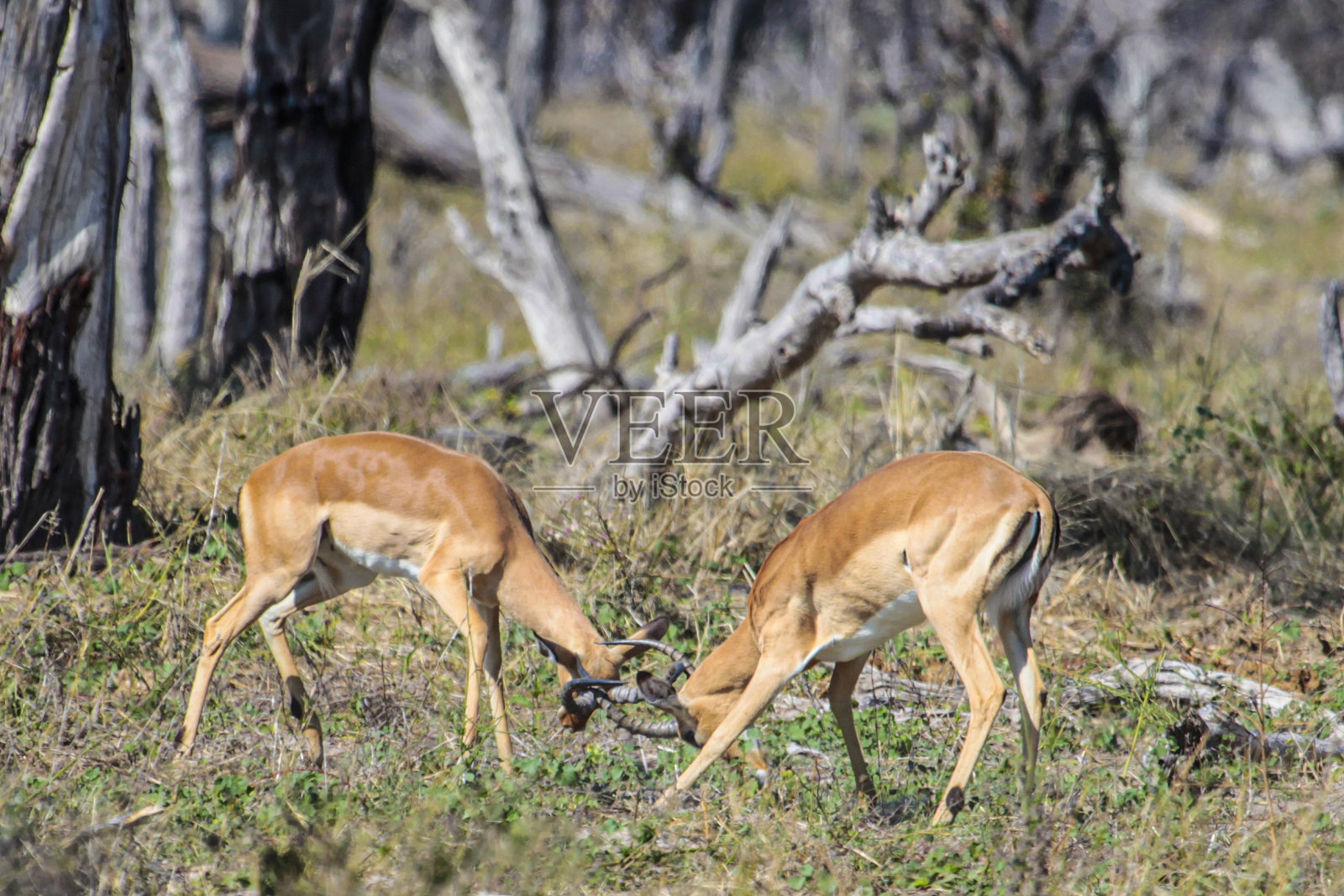 两只年轻的黑斑公羊互相角力;丘比NP、博茨瓦纳照片摄影图片