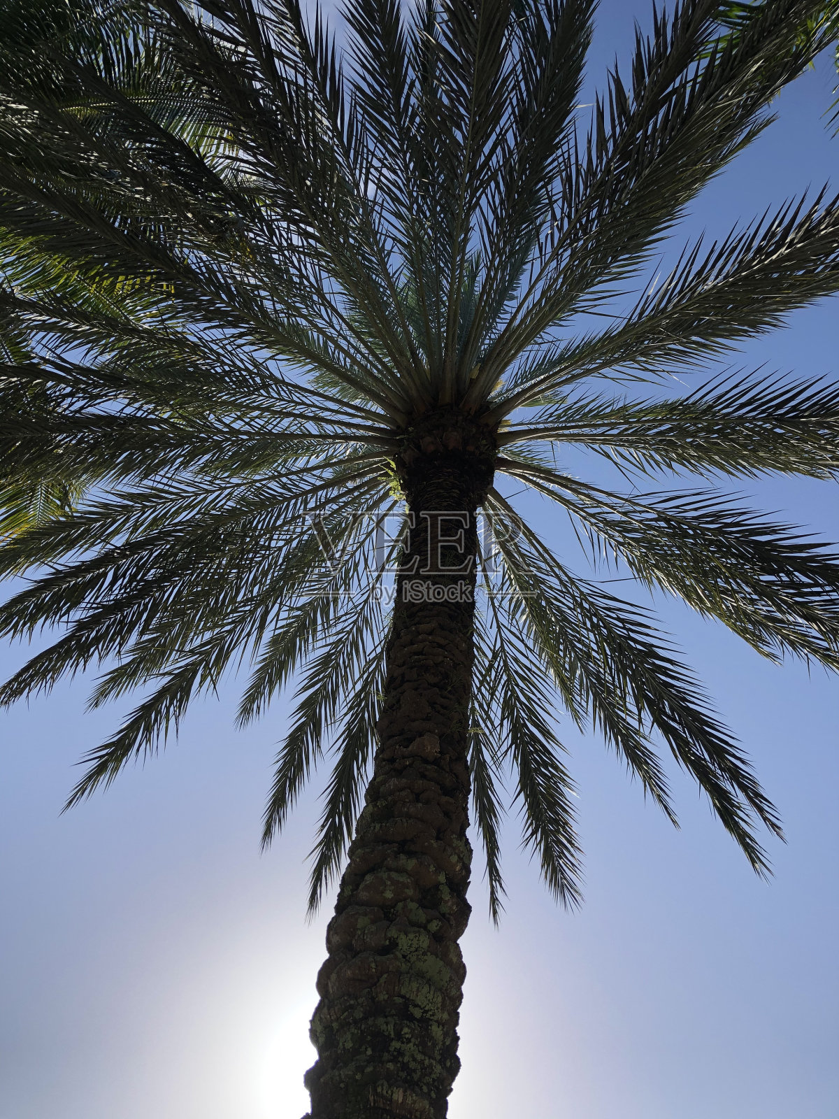 棕榈树在阳光明媚的迈阿密照片摄影图片