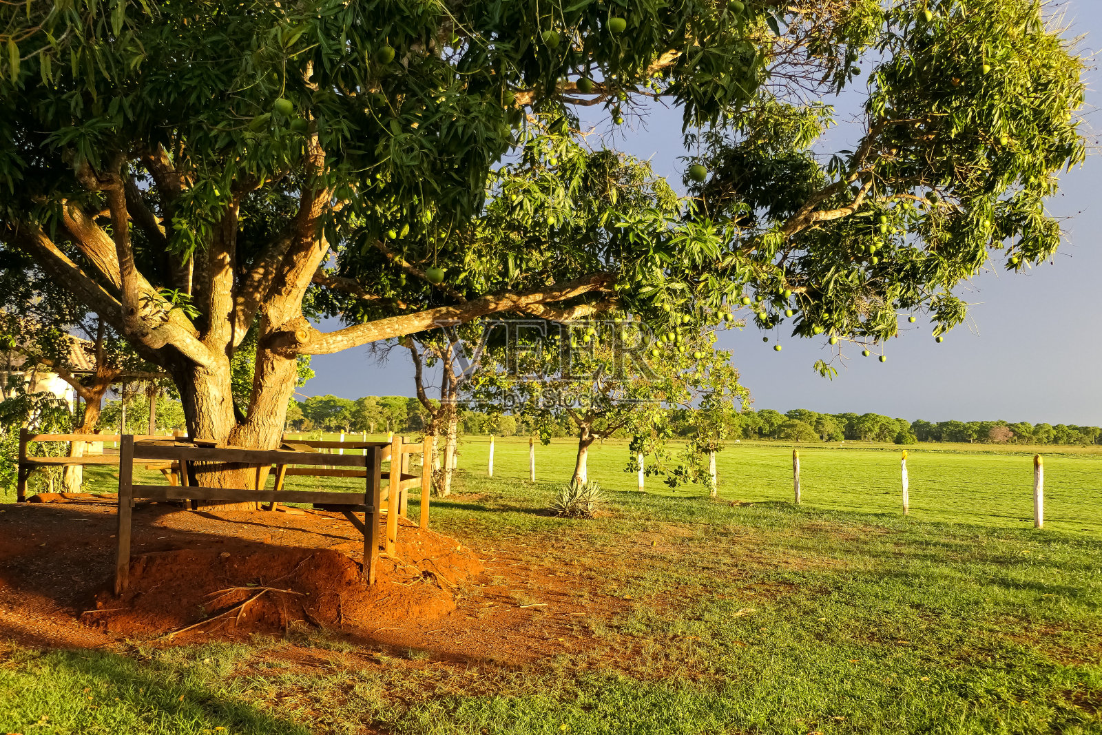 在温暖的午后阳光下,这棵树枝繁叶茂,照片摄影图片