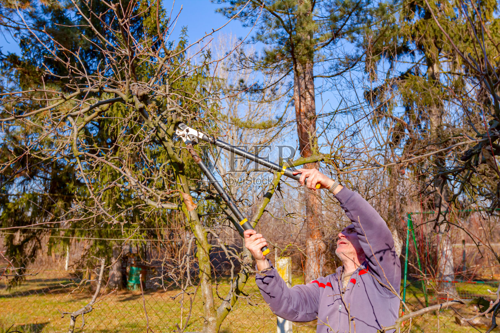 园丁正在剪树枝,用长剪修剪果园里的果树照片摄影图片