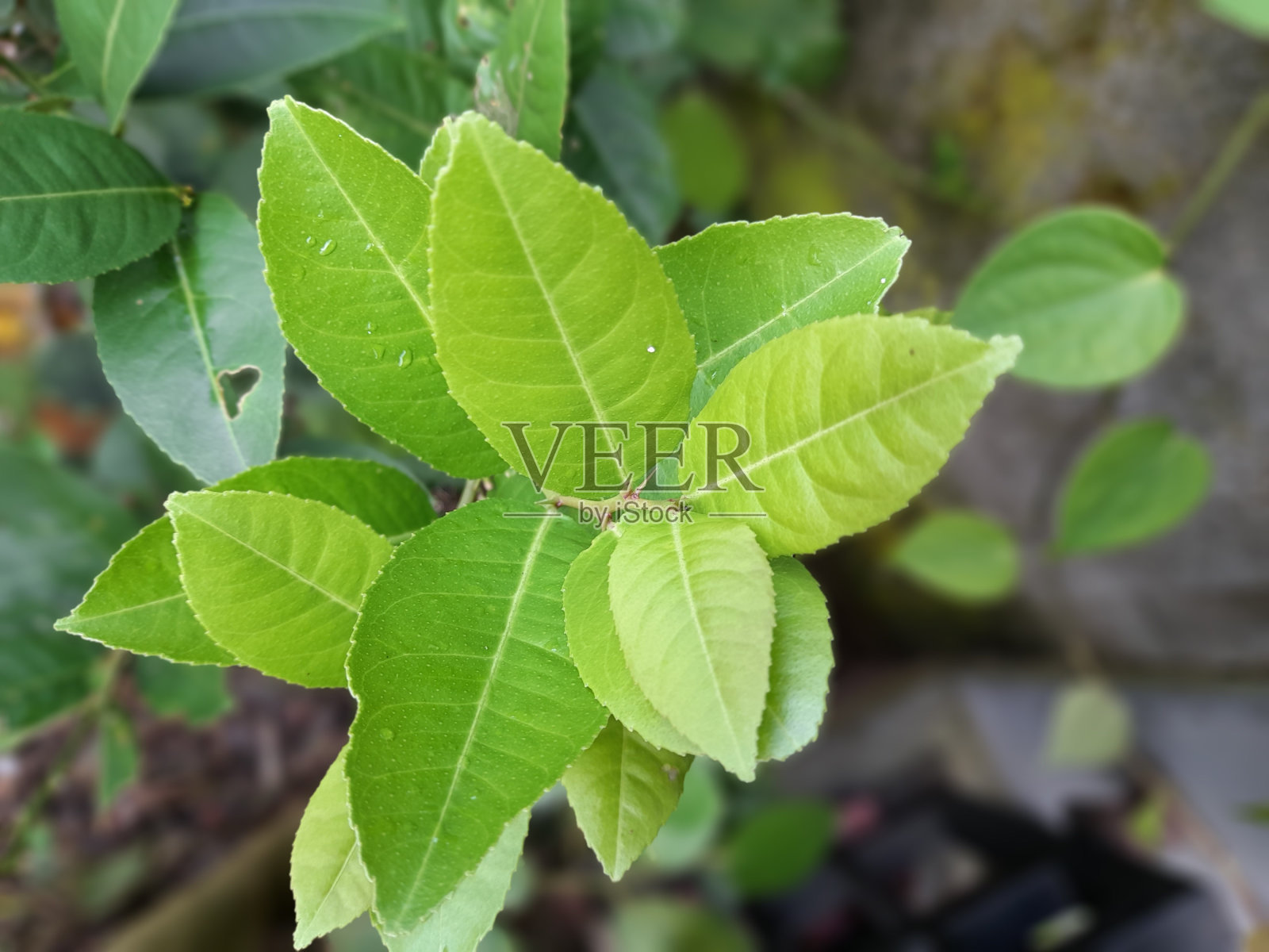 柠檬树照片摄影图片