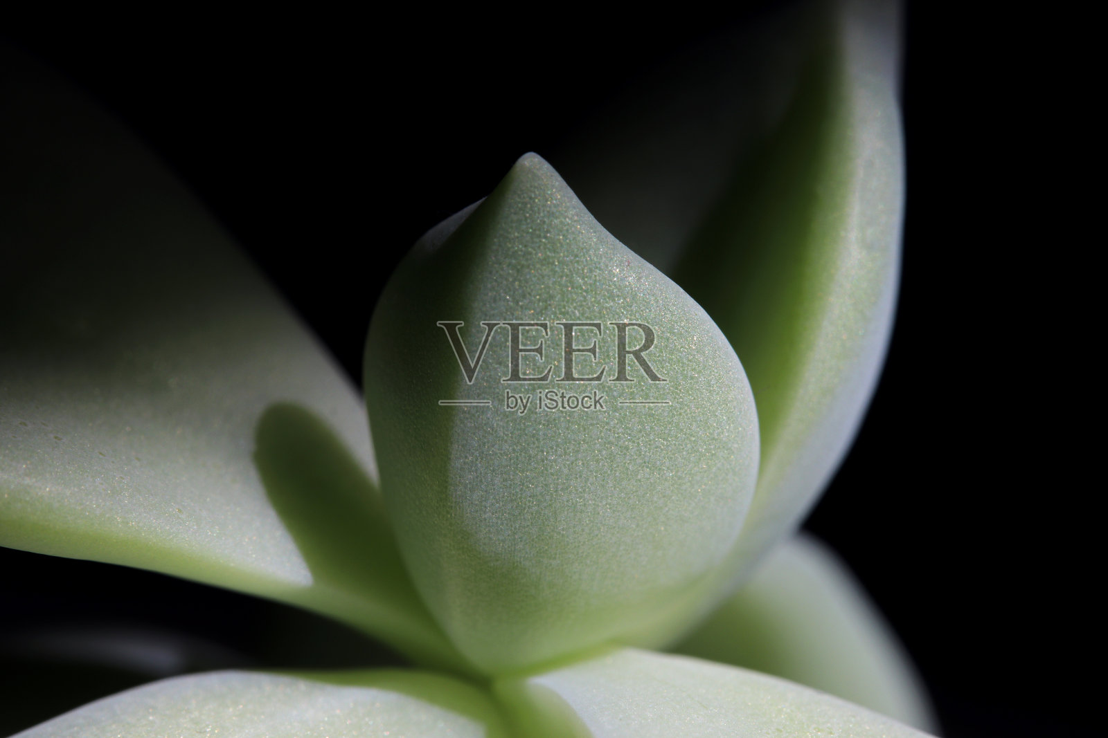 特写绿色家庭植物在黑色的背景照片摄影图片