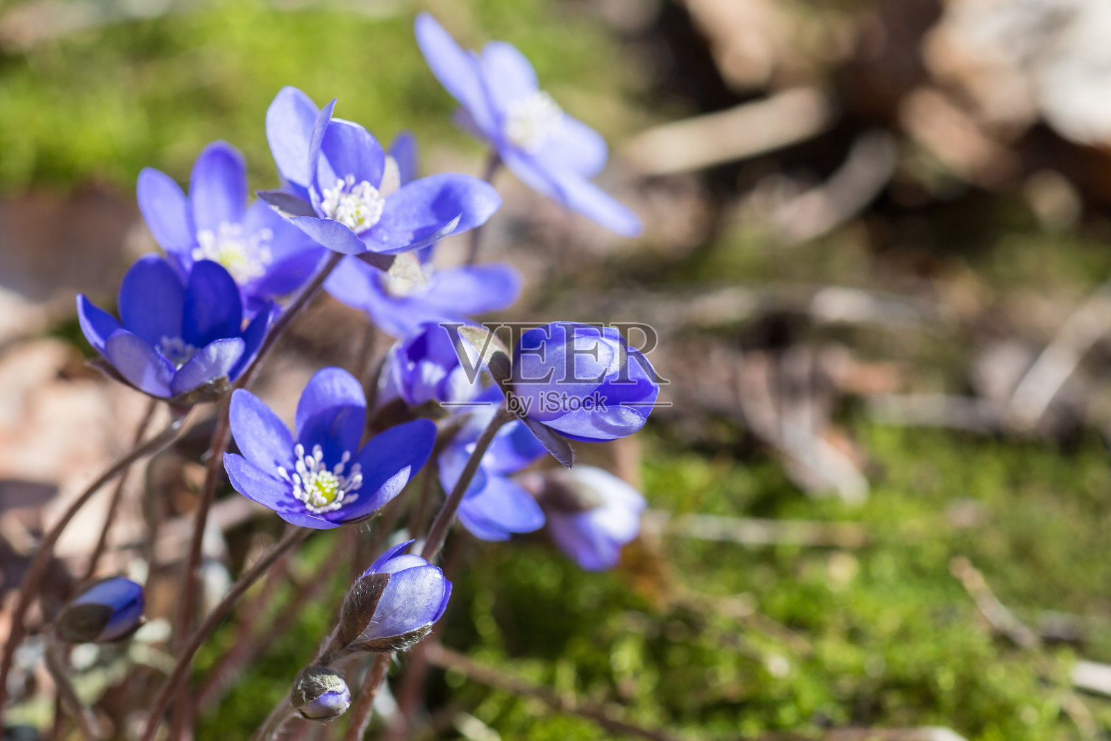 春天的花肝草在草地上盛开照片摄影图片