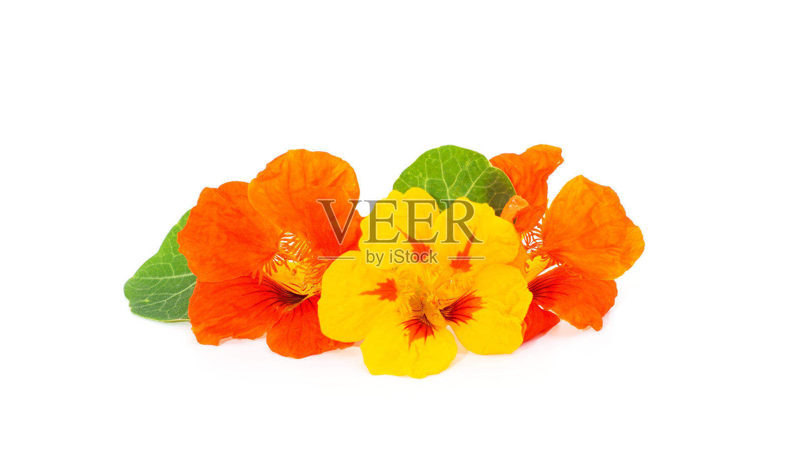 橙色和黄色旱金莲。照片摄影图片