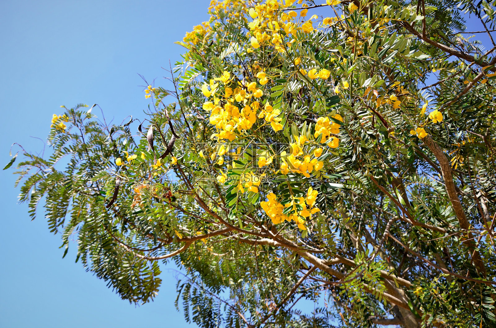 塞纳surattensis花照片摄影图片