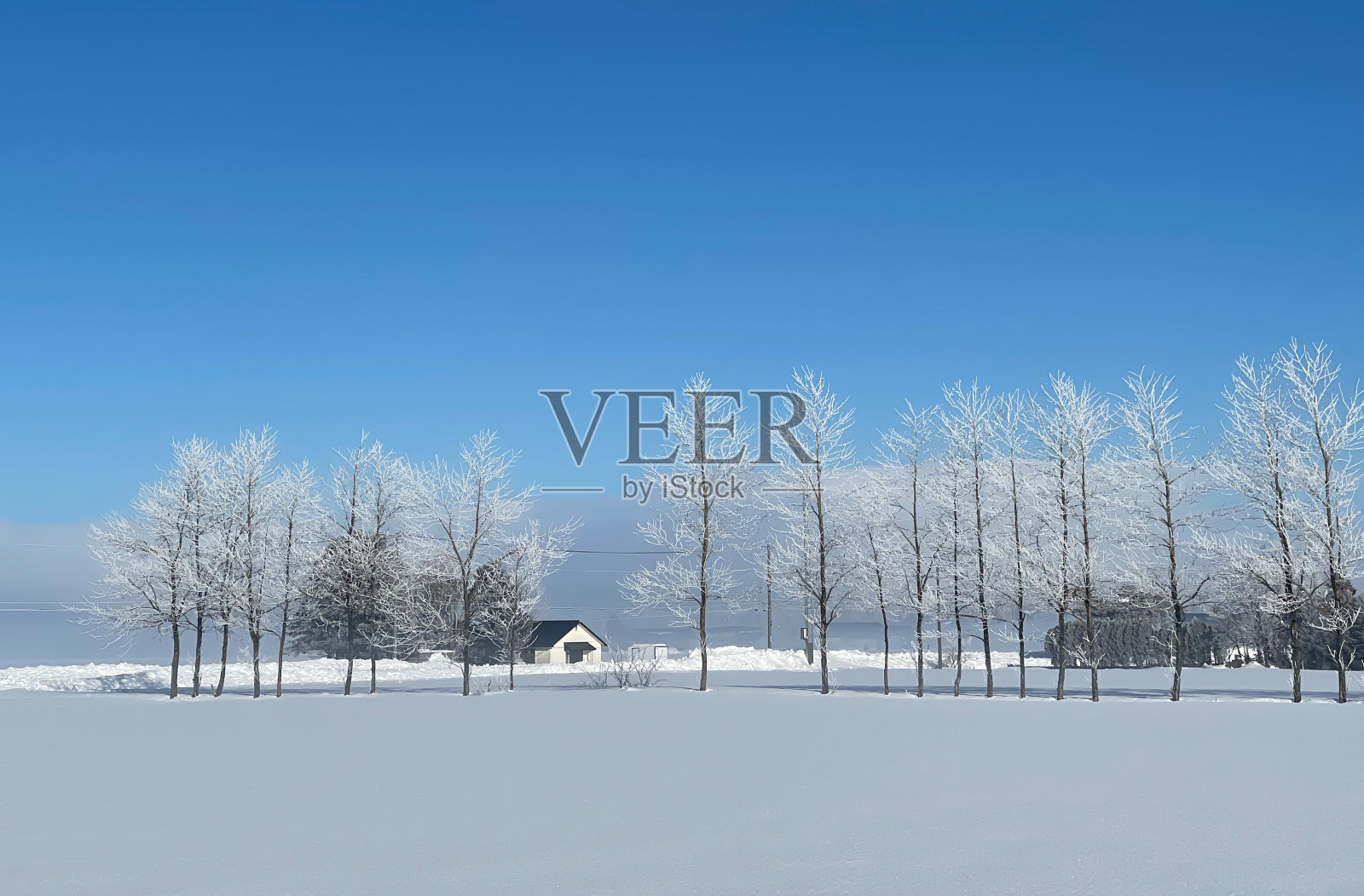 一排冰树和一个白宫照片摄影图片