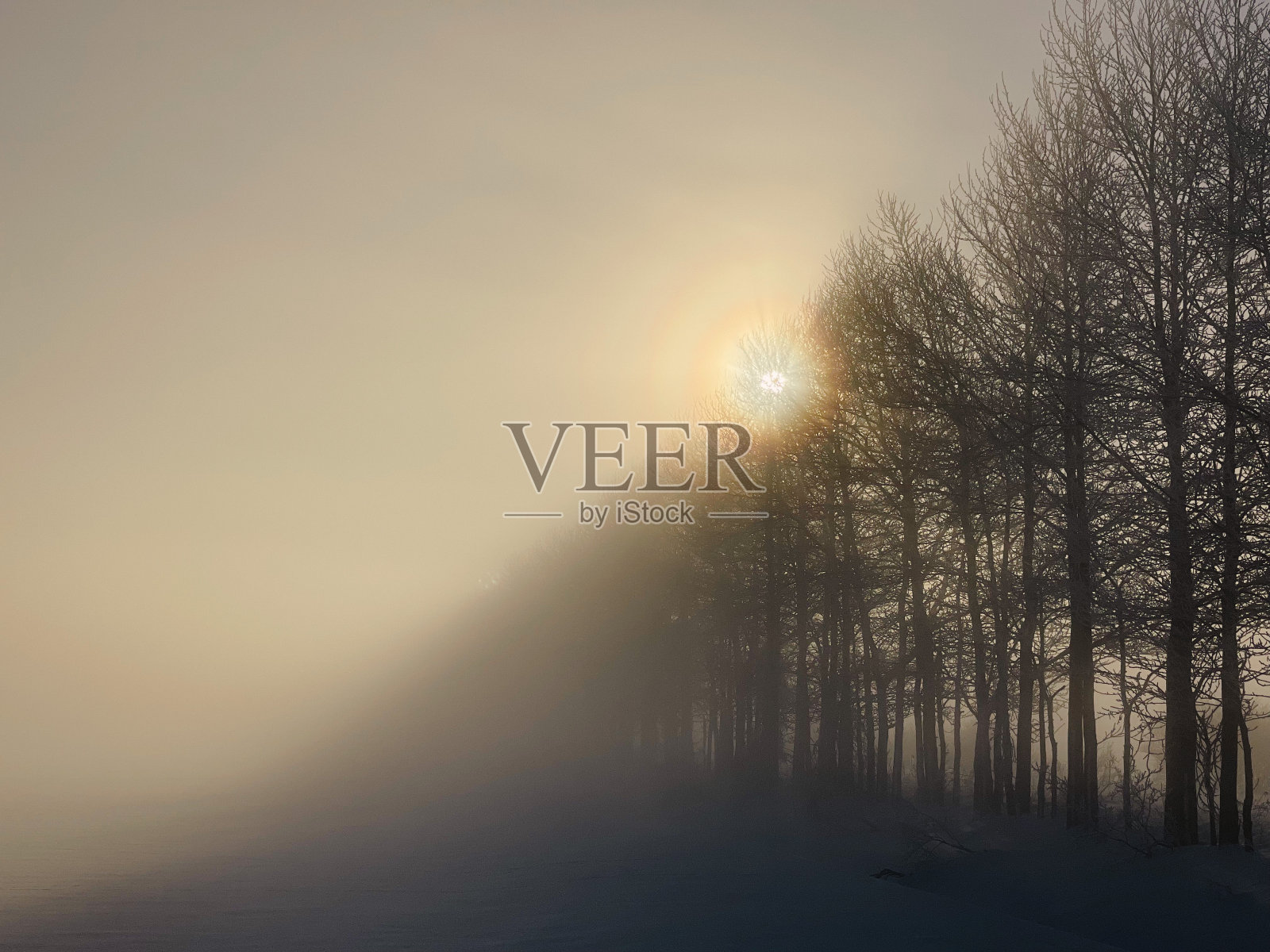 晨雾和树木照片摄影图片