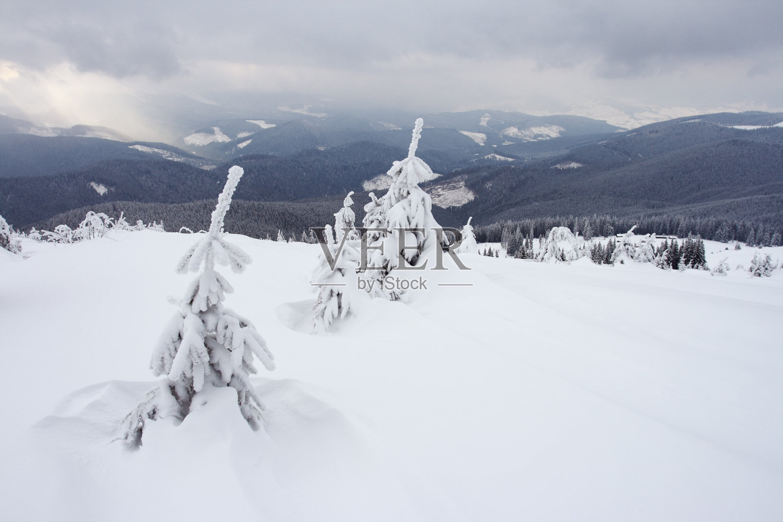 冬天的树照片摄影图片