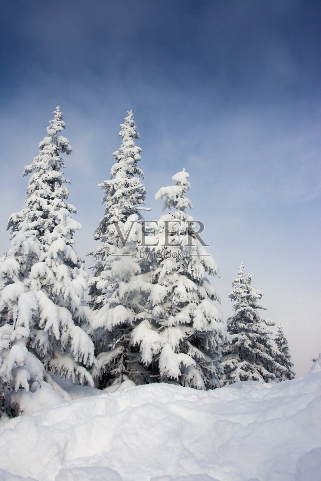 冬天的树照片摄影图片