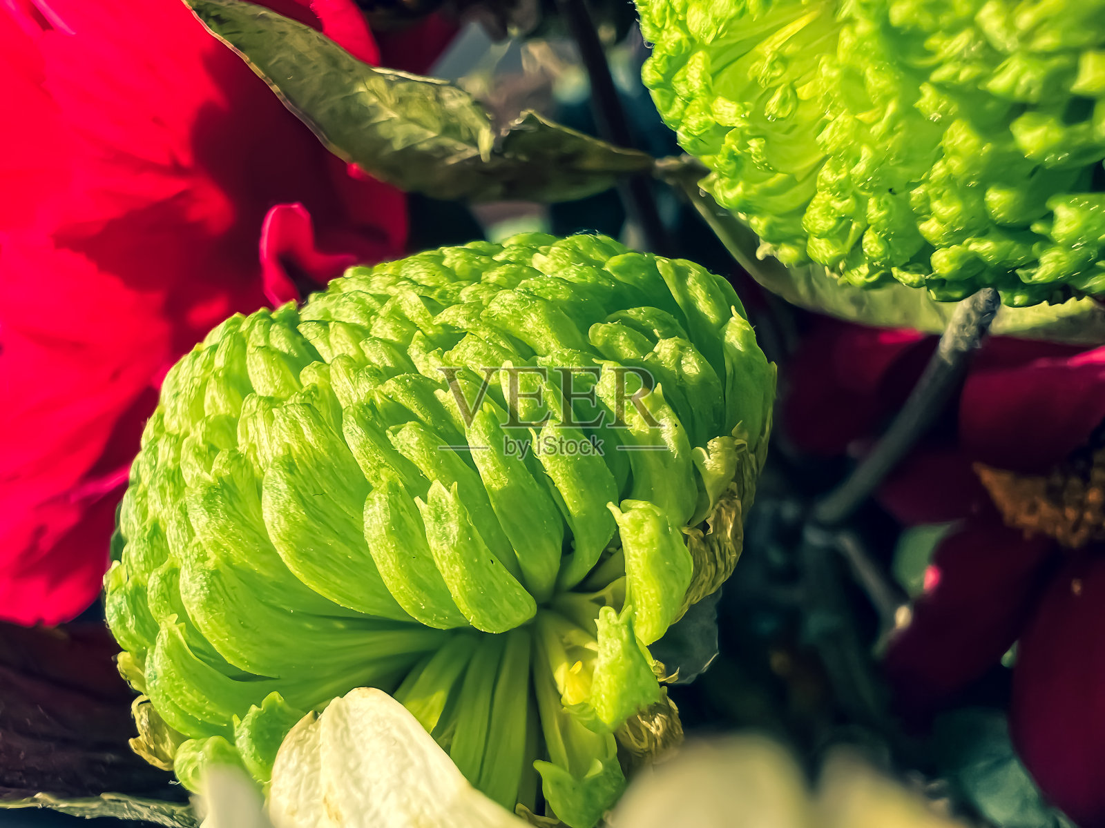 绿色花朵的微距图像。照片摄影图片