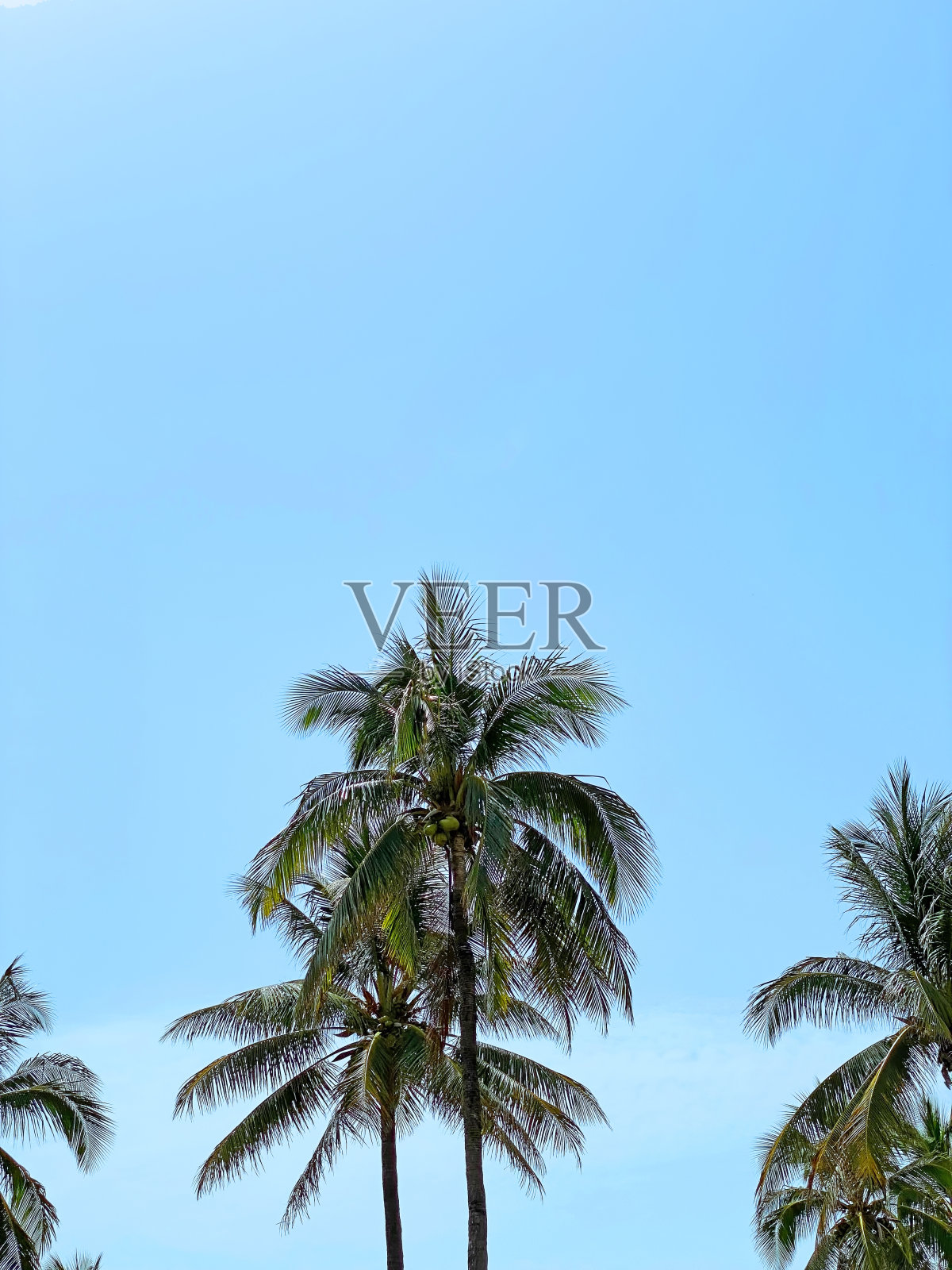 棕榈树照片摄影图片