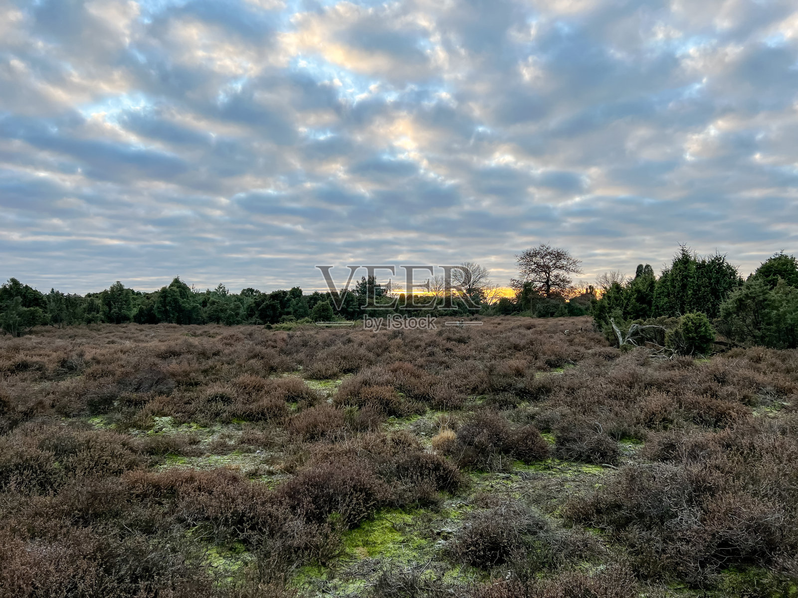 德国冬季寒冷天气下的石南荒原。照片摄影图片