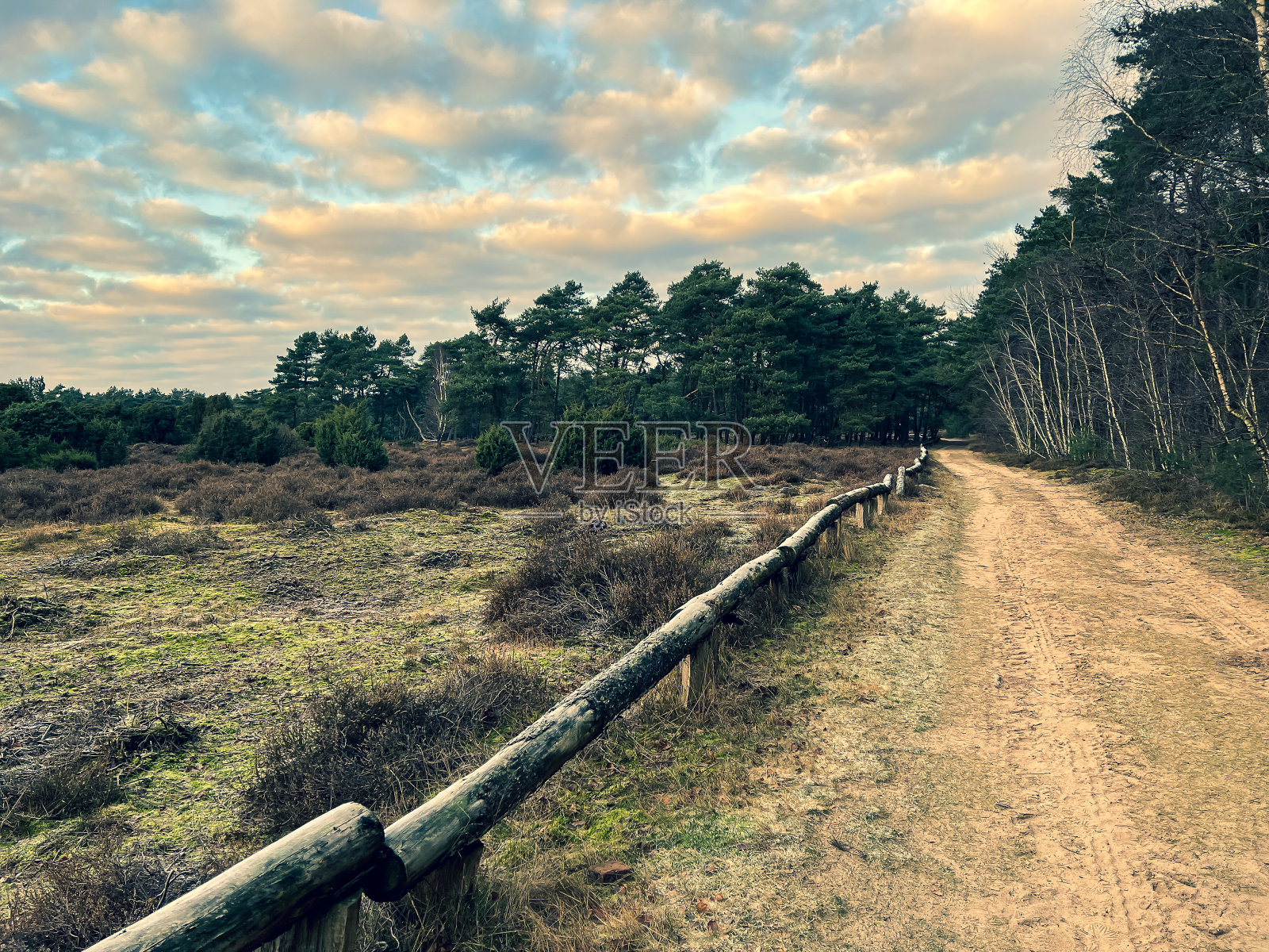 在德国寒冷的冬天穿过石南丛的一条小路。照片摄影图片