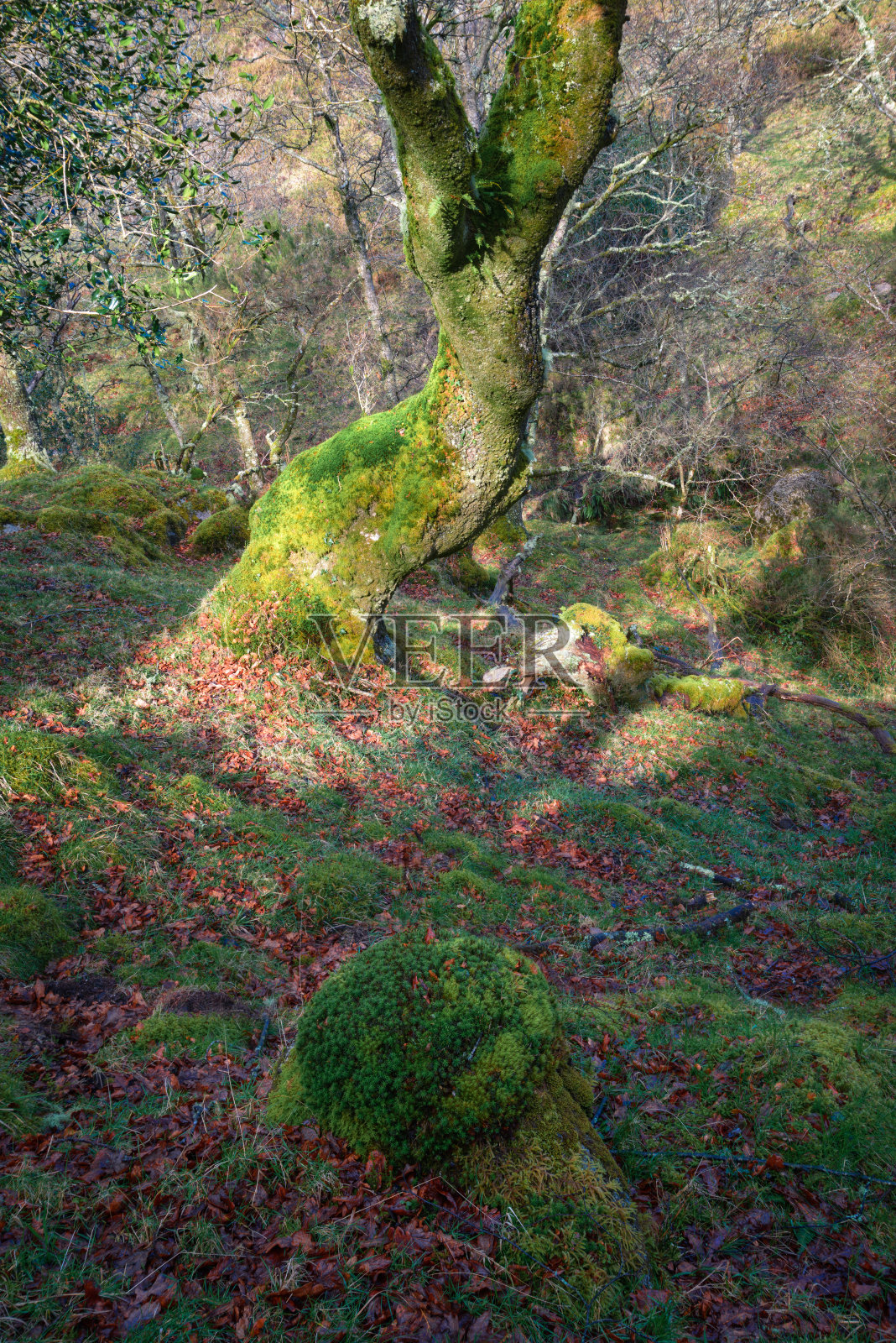 苔藓生长在潮湿阴暗的北部森林中照片摄影图片