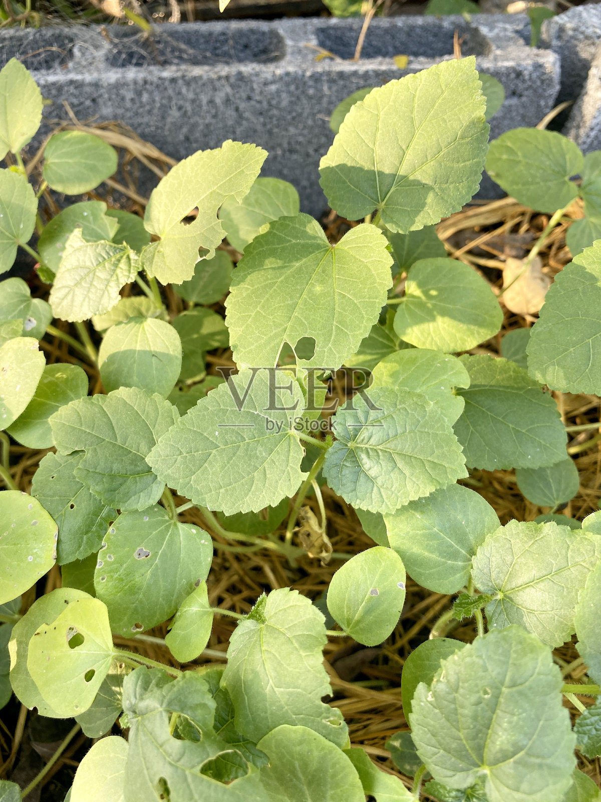 天然花园中的秋葵树照片摄影图片