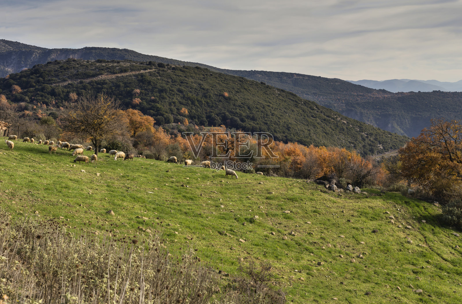 一群羊在山上的草地上照片摄影图片