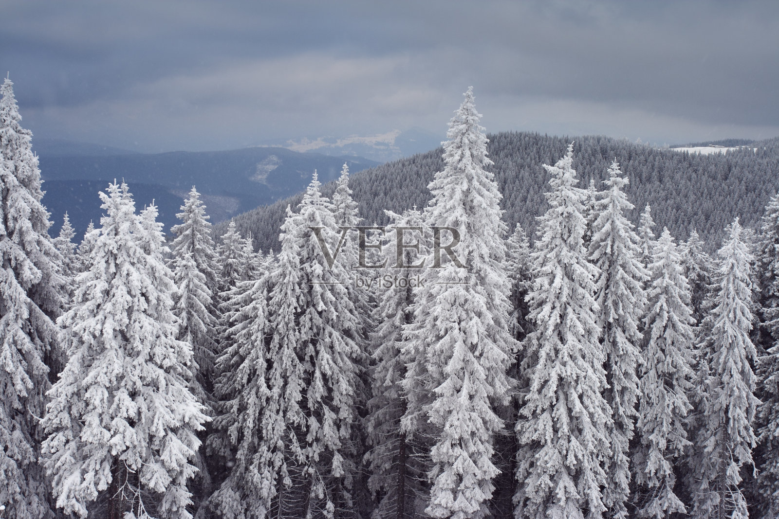 冬天的树照片摄影图片