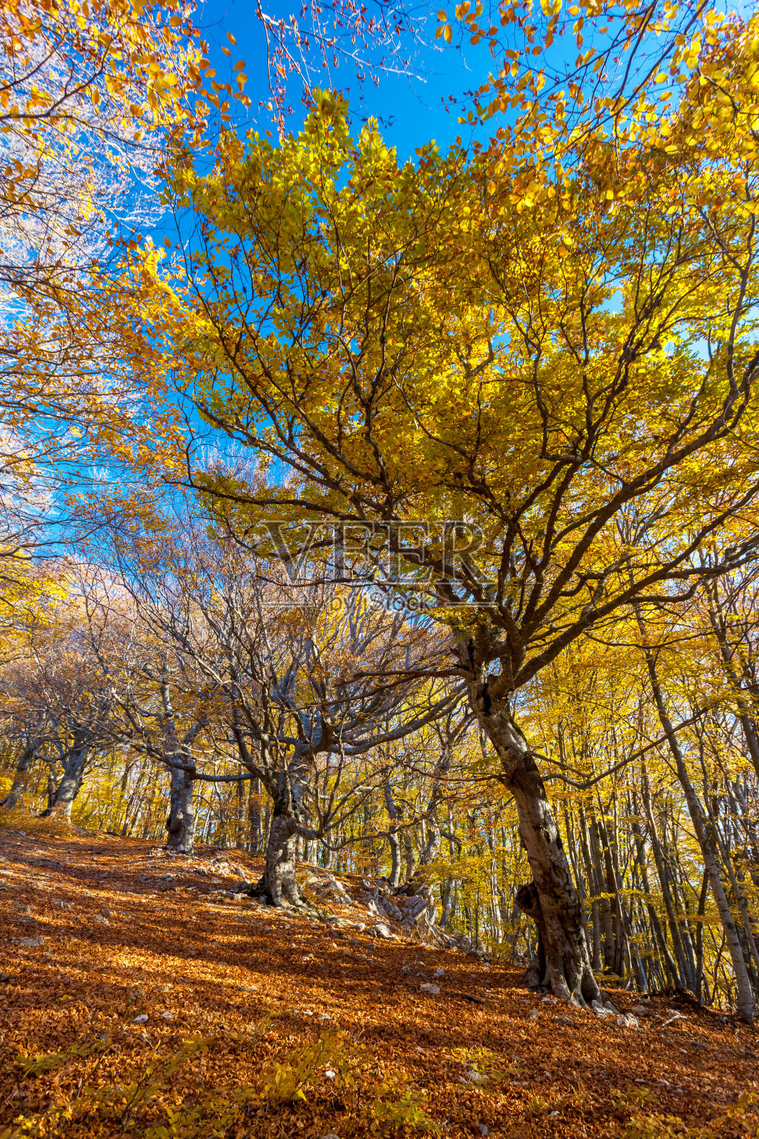 秋天照片摄影图片