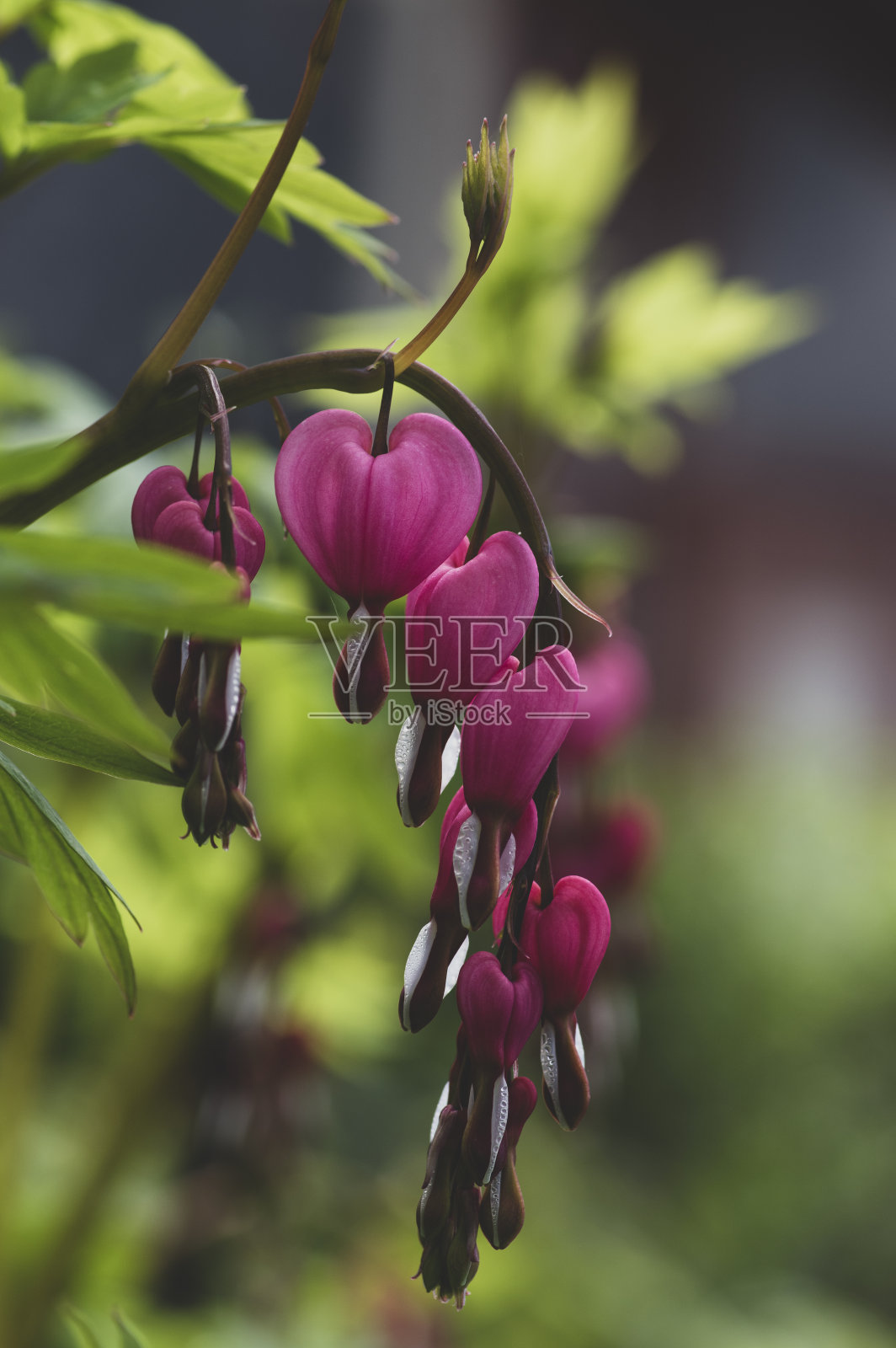 花心花呈心形绽放,美丽的红花粉白色开花植物照片摄影图片