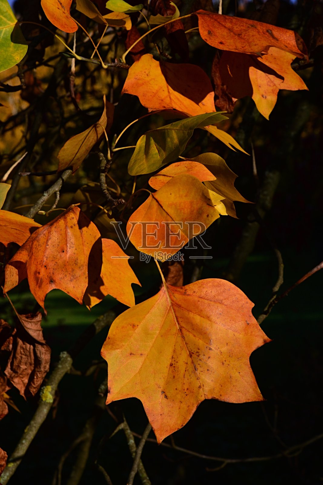 秋天黄叶的郁金香树,拉丁名鹅毛郁金香。照片摄影图片