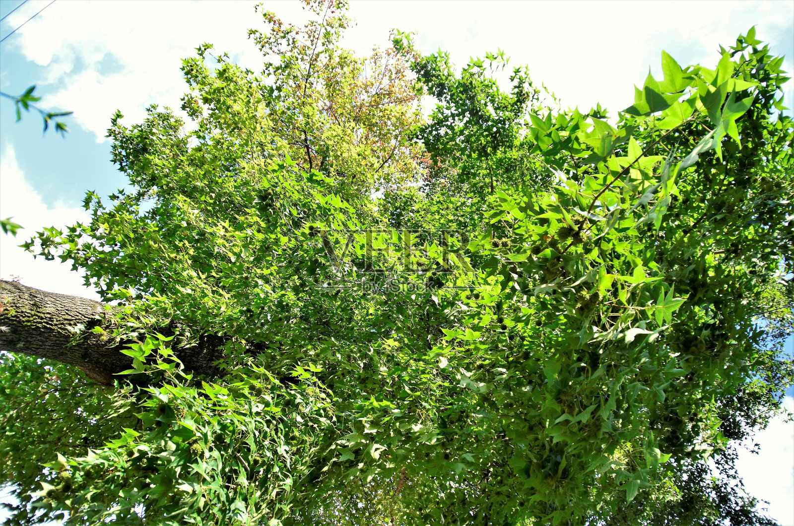 枫香树照片摄影图片