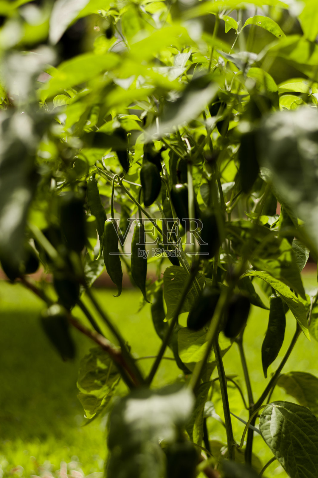 小胡椒树。脚上放青椒。辣椒;照片摄影图片