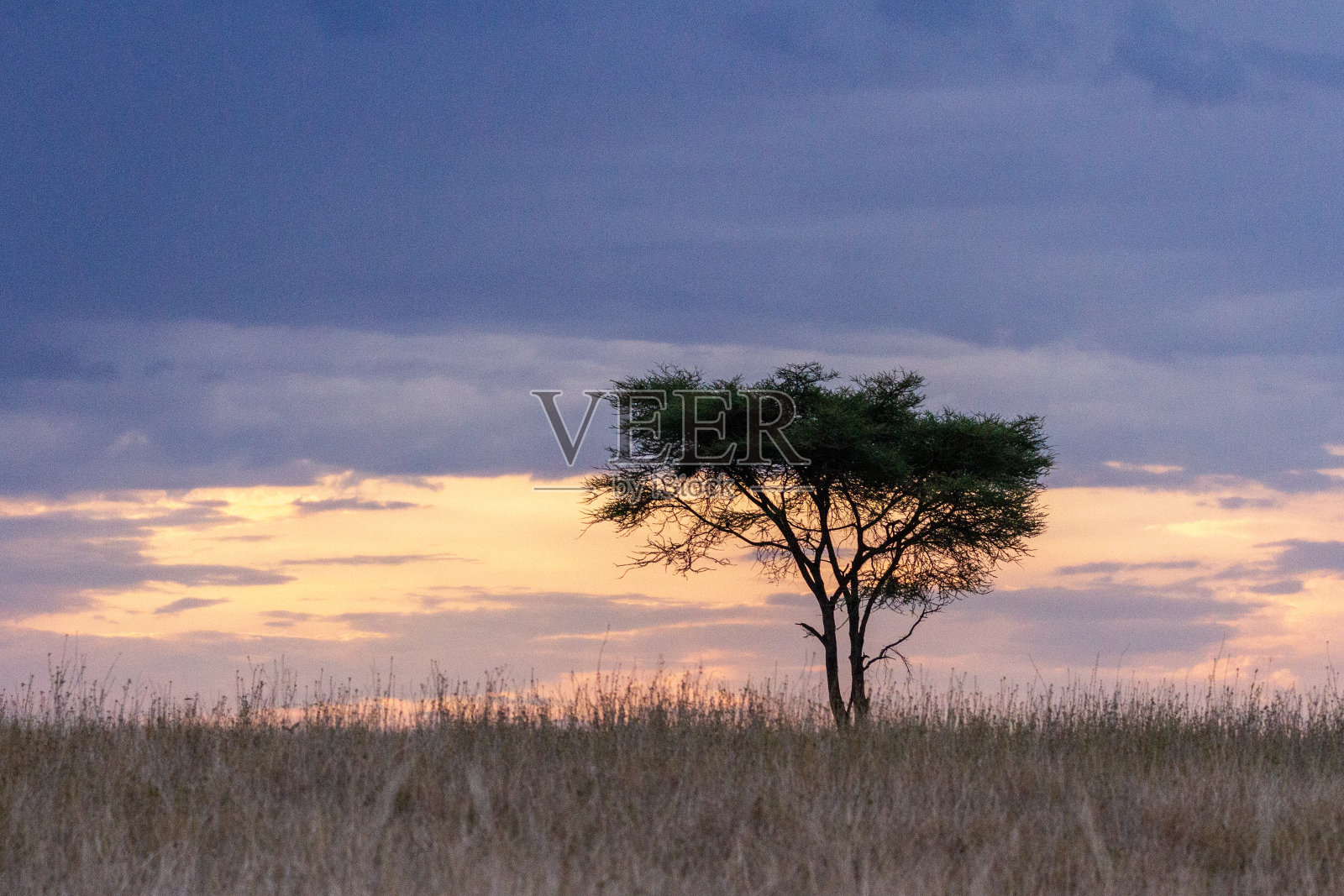 日出和塔兰吉尔国家公园的金合欢树照片摄影图片