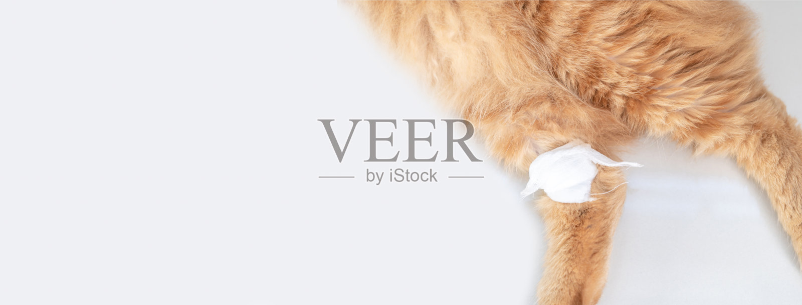 用绷带封闭猫腿,这是一个伤口从烟灰色瓷砖地板上的房子:复制空间和纹理图像照片摄影图片