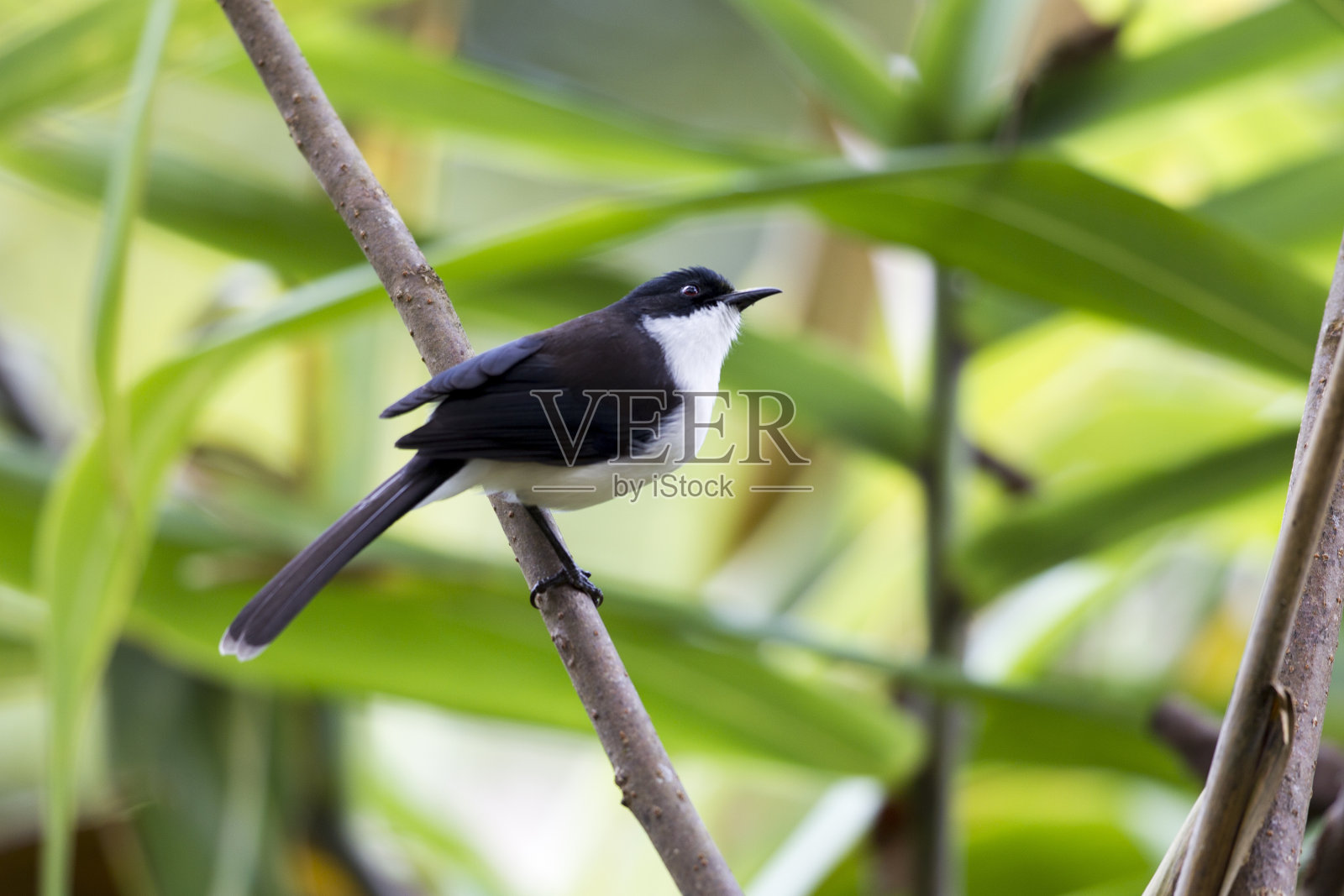 黑背鸟:成年黑背鸟(黑背异瘤鸟)。照片摄影图片