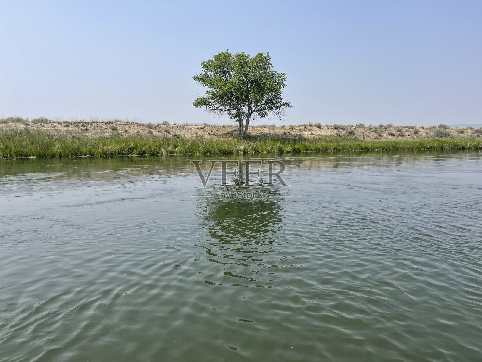 北普拉特河沿岸的一棵树照片摄影图片