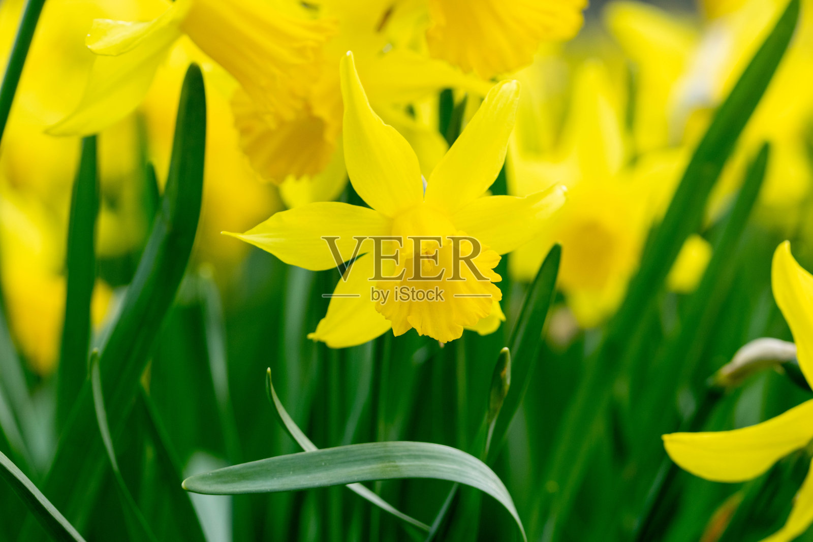黄色水仙花盛开的微距照片照片摄影图片
