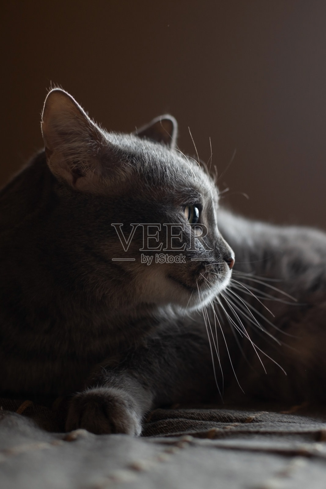 美丽可爱的灰色猫,绿色的眼睛。照片摄影图片