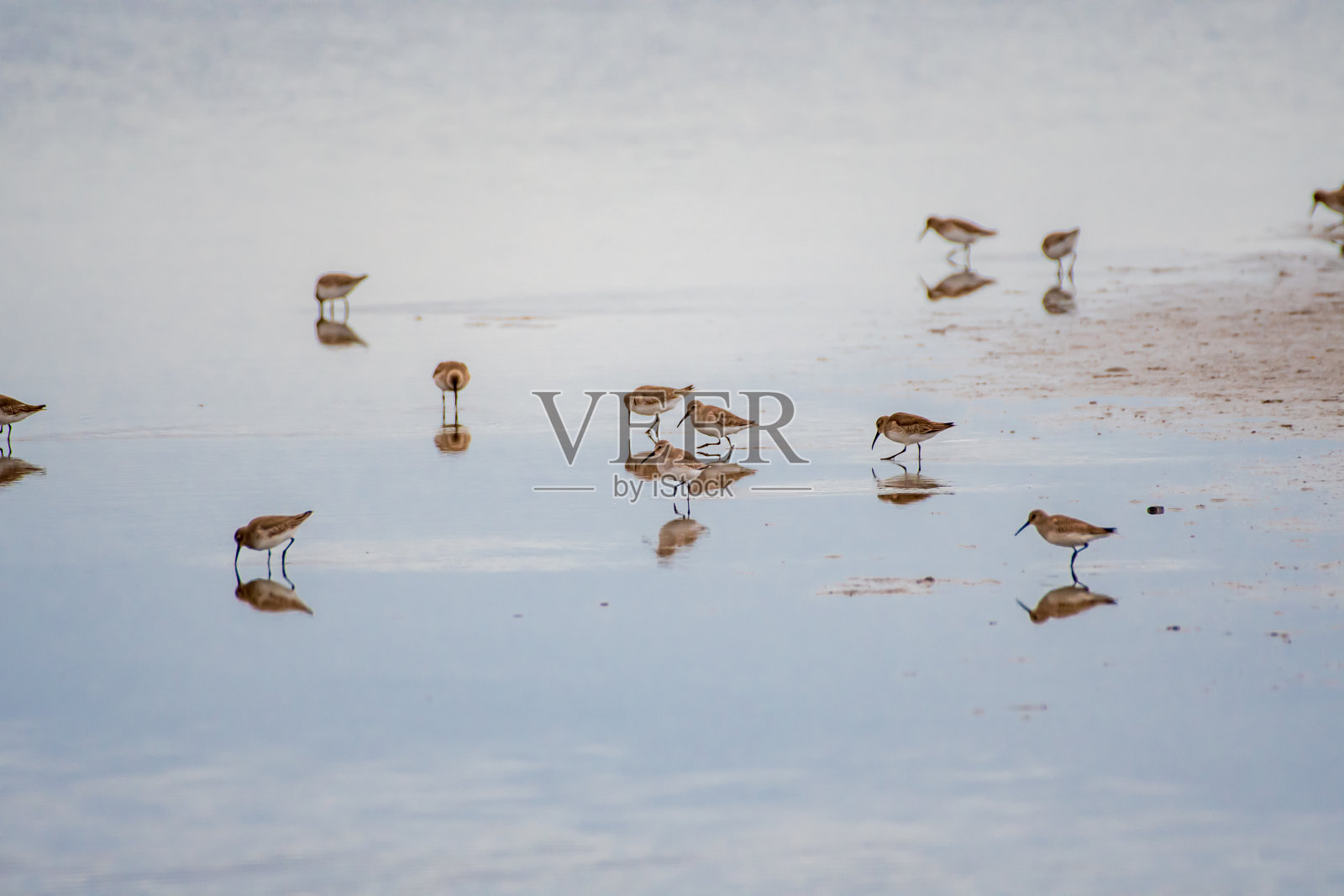 涉水的滨鸟照片摄影图片