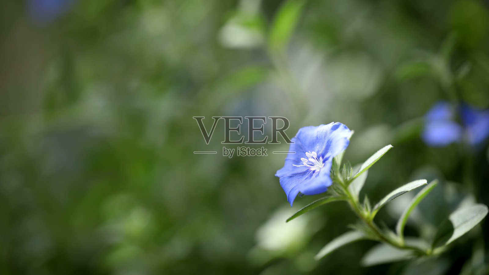 紫色地牵牛花特写照片摄影图片