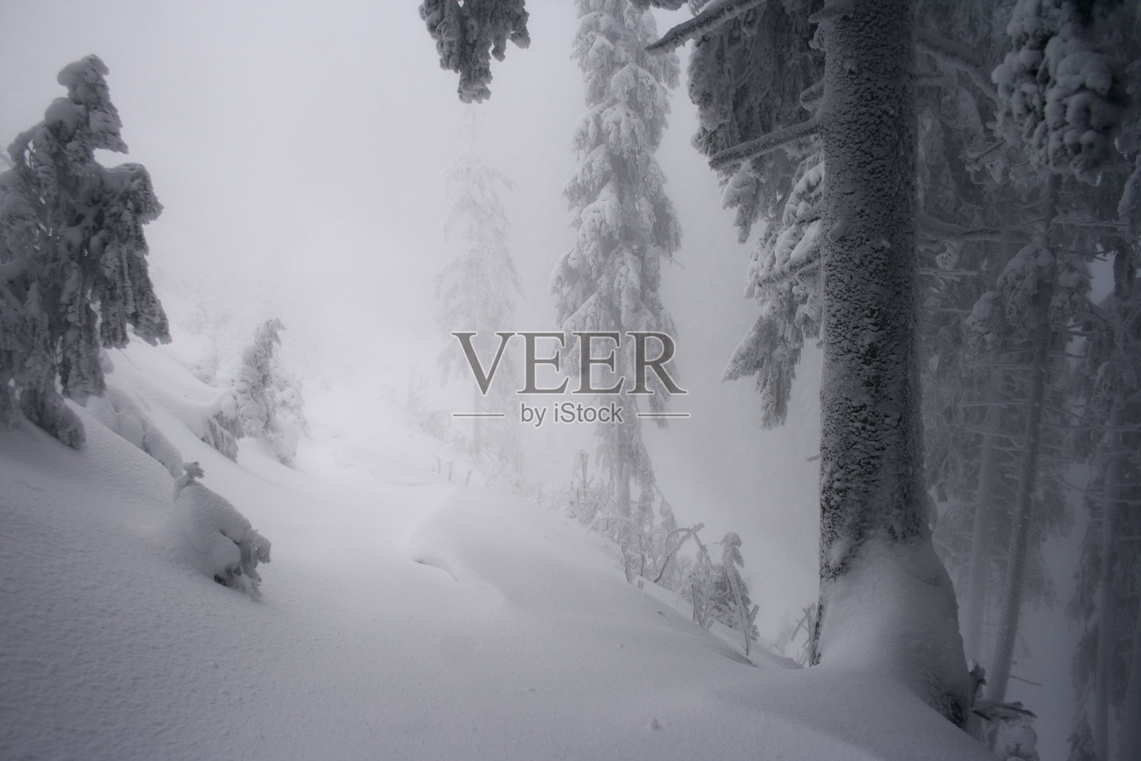 冬天的树照片摄影图片