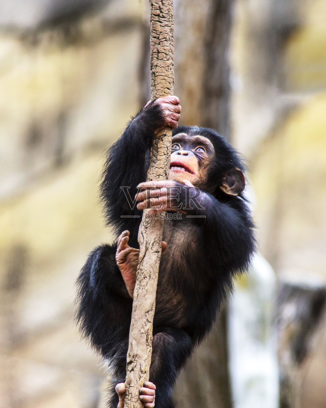 小黑猩猩爬在藤条上照片摄影图片