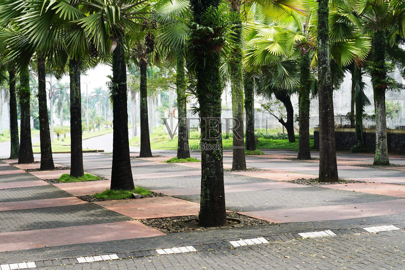 棕榈树排在公园里,棕榈树排在铺好的路上照片摄影图片