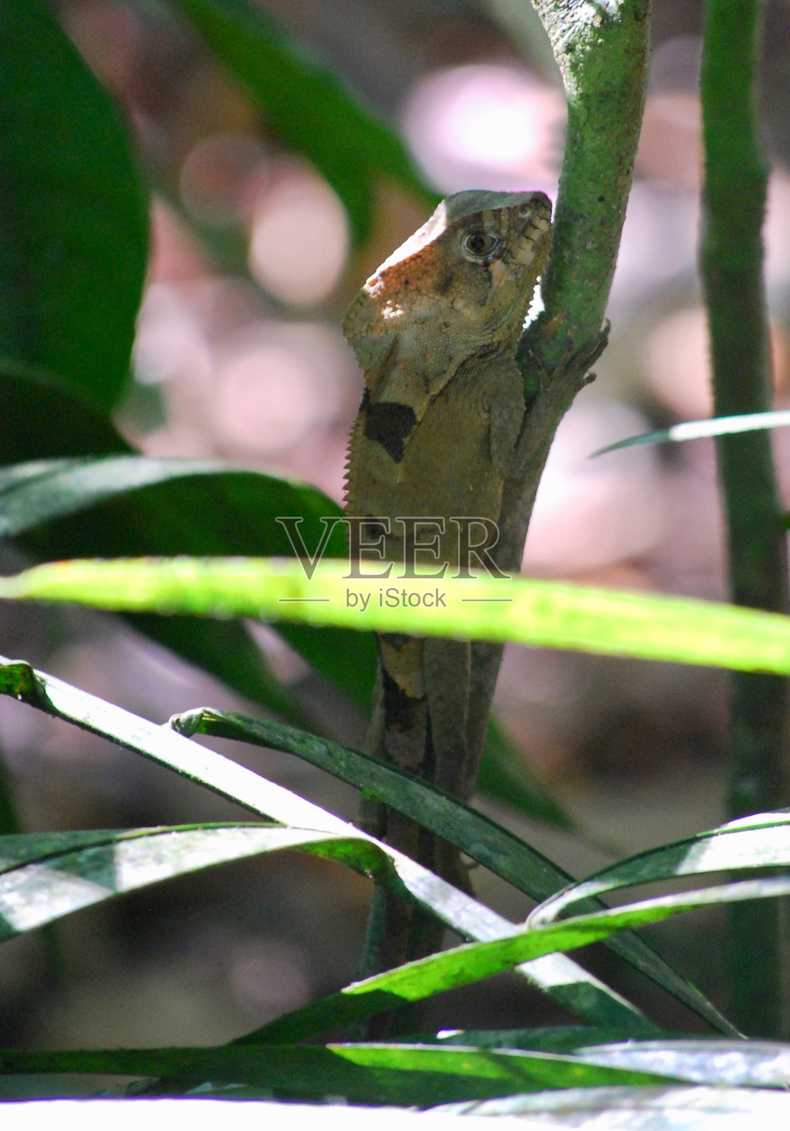 曼纽尔·安东尼奥国家公园常见的蛇怪蜥蜴照片摄影图片