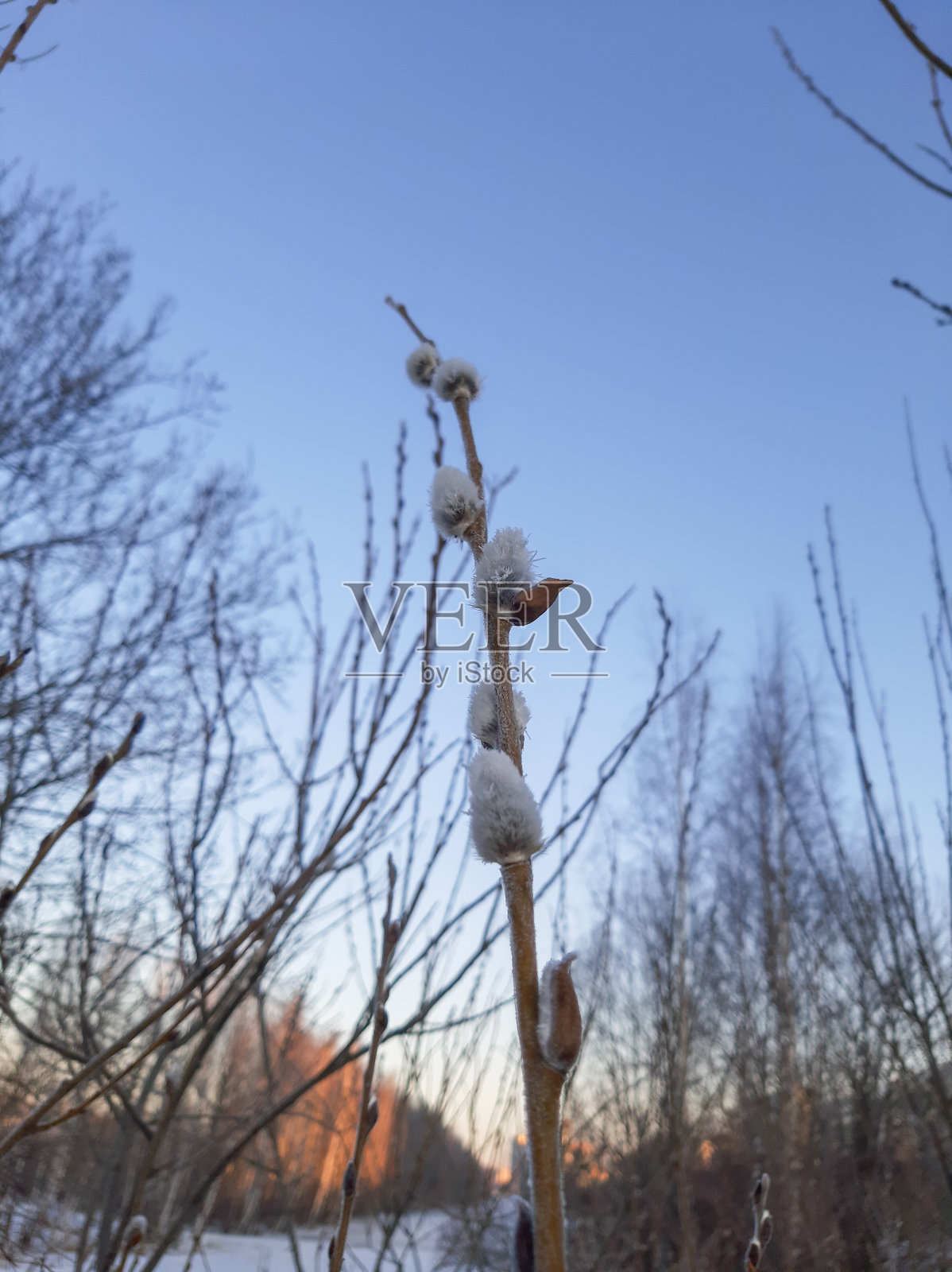 春天的清晨,柳枝上的花蕾上结着雪花照片摄影图片