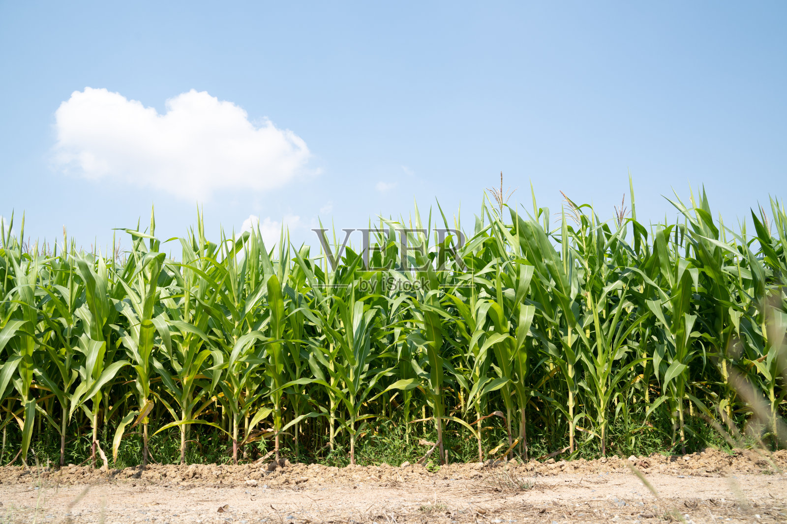 美丽的玉米种植园下清晰照片摄影图片