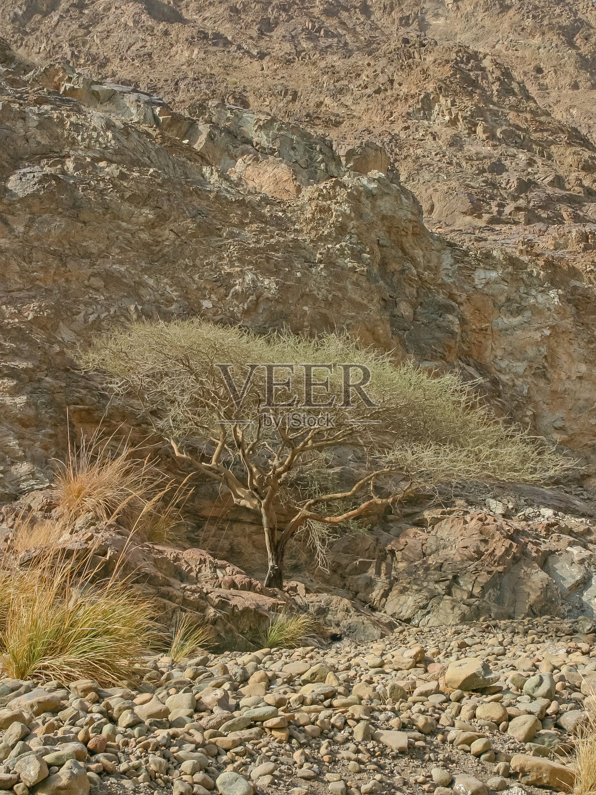 瓦迪沃拉亚的伞刺树照片摄影图片